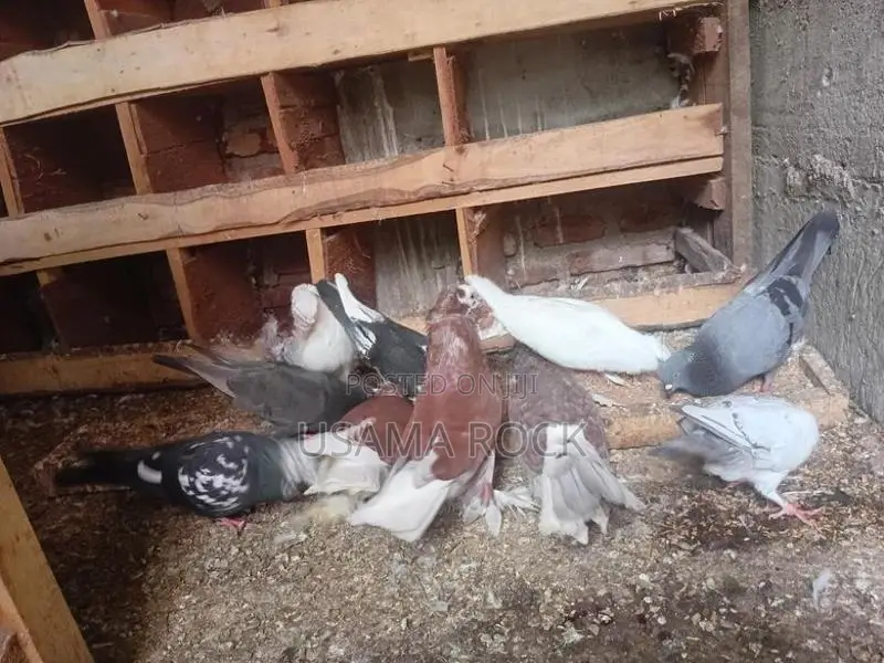 Pigeons