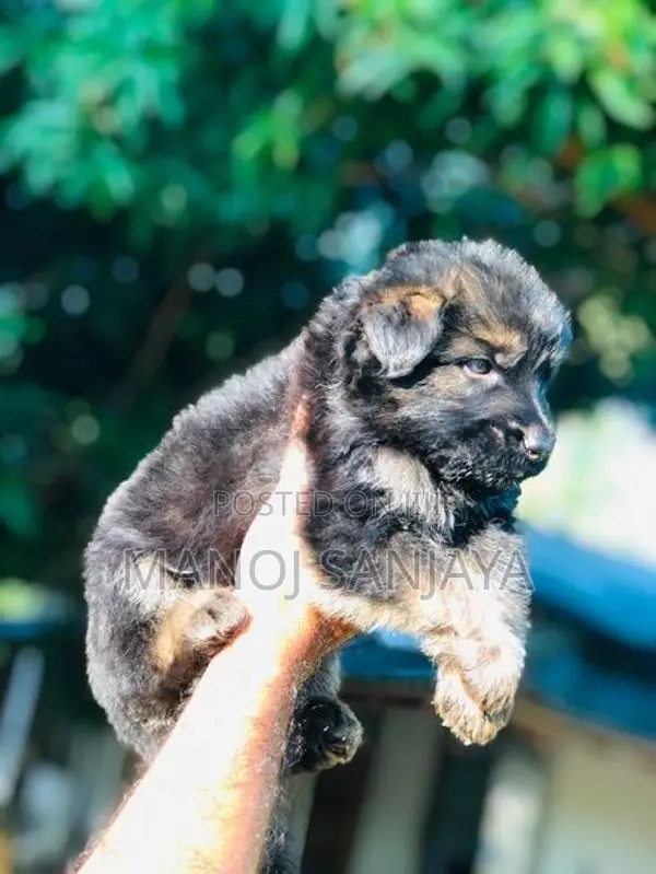 German Shepherd Lion