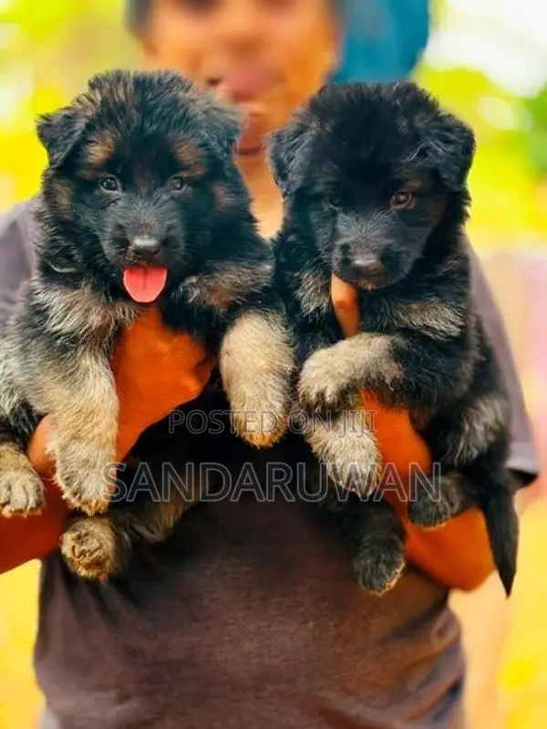 Shepherd Puppy