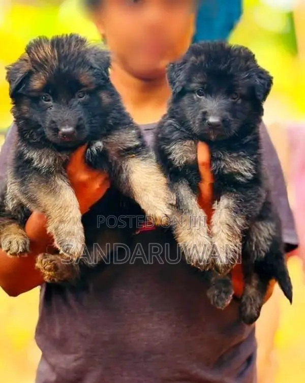Shepherd Puppy