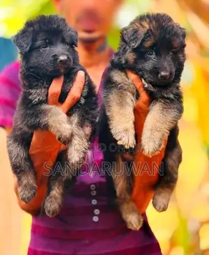 Shepherd Puppy