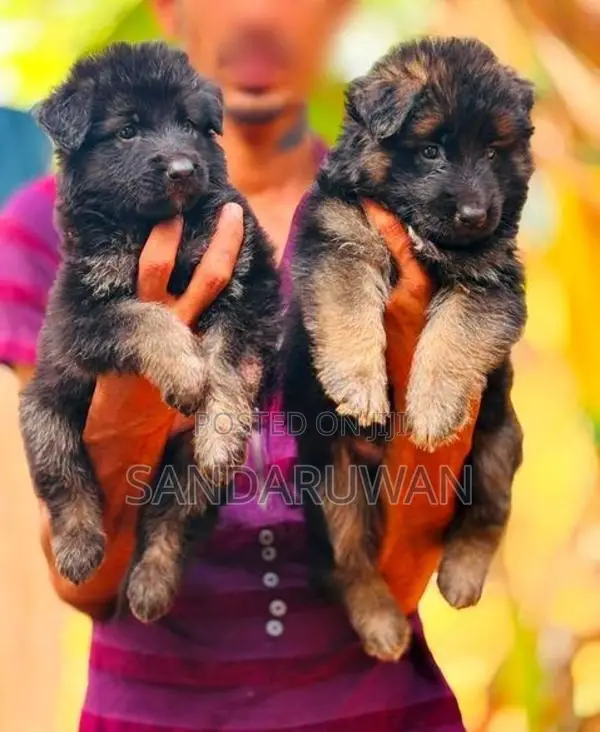 Shepherd Puppy