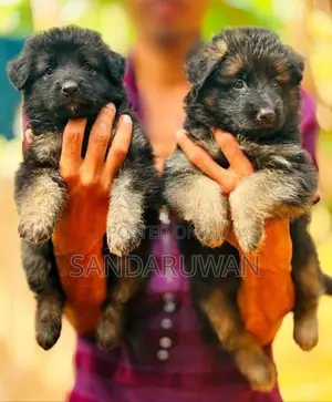 Shepherd Puppy