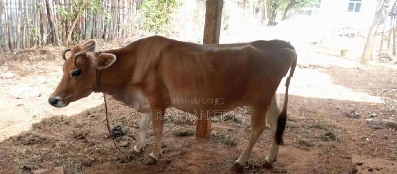 JC இன‌ மாடு