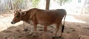JC இன‌ மாடு