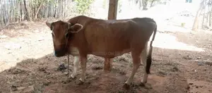 JC இன‌ மாடு