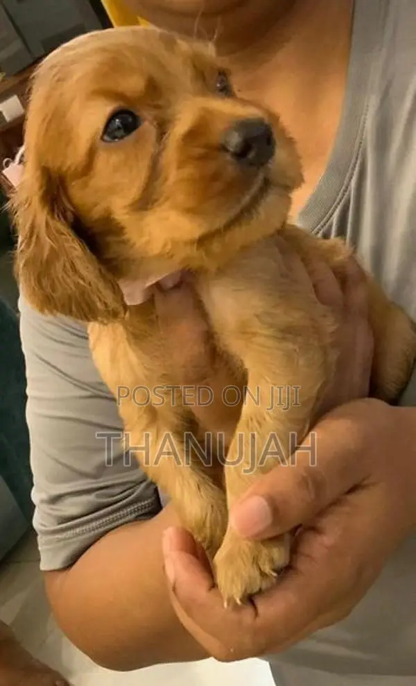 Cockerspaniel Puppies