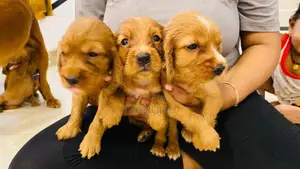 Cockerspaniel Puppies