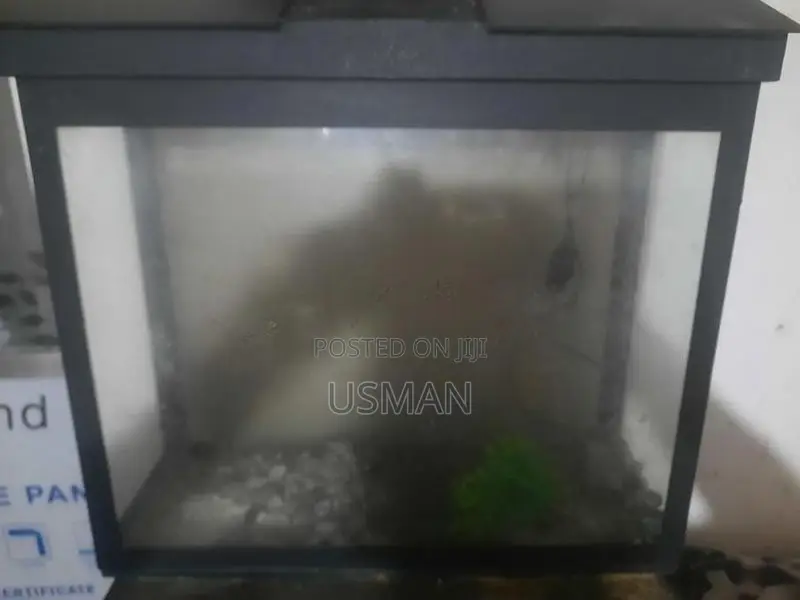 Fish Tank