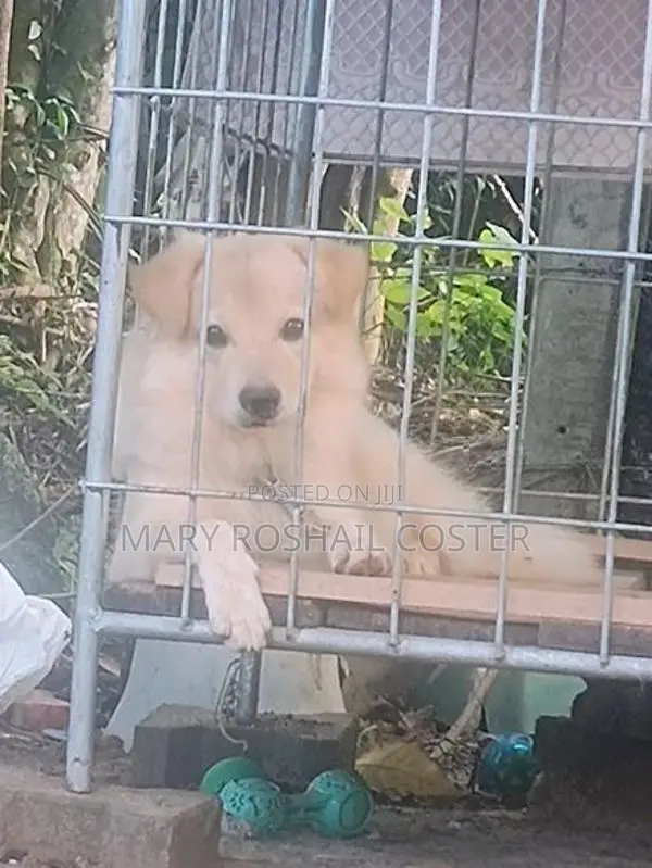Pomeranian 7 Months Puppy With Cage