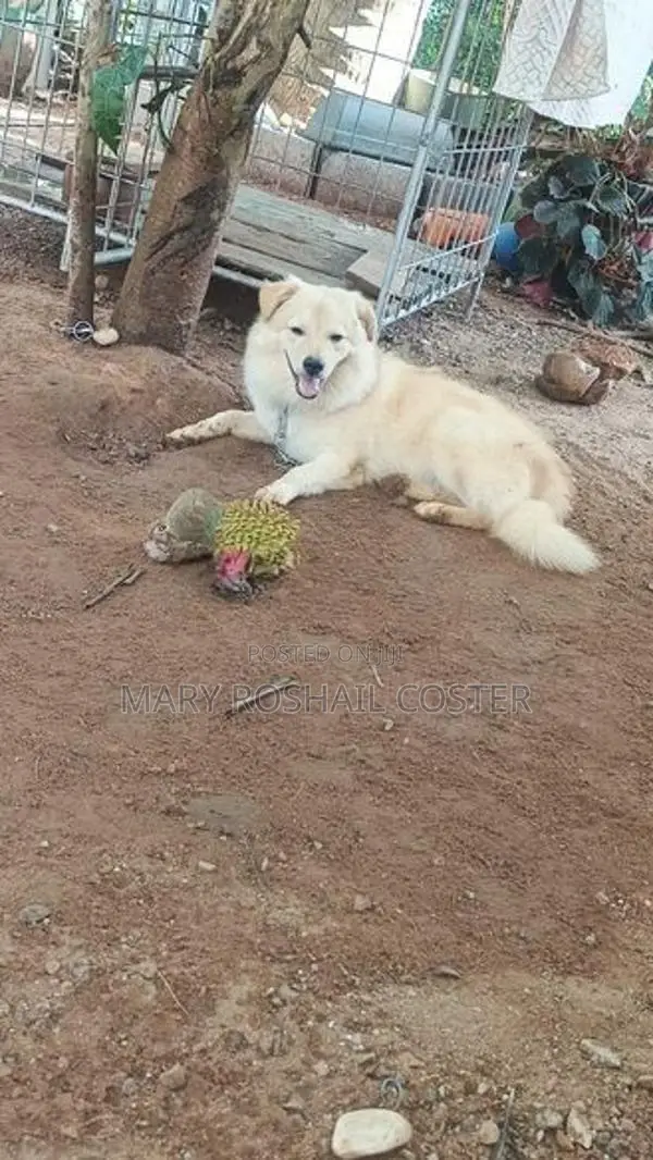 Pomeranian 7 Months Puppy With Cage