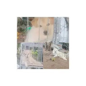 Pomeranian 7 Months Puppy With Cage