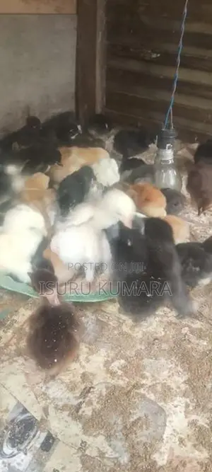 ගම් කුකුල් පැටව් ඇත.