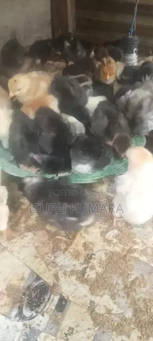 ගම් කුකුල් පැටව් ඇත.