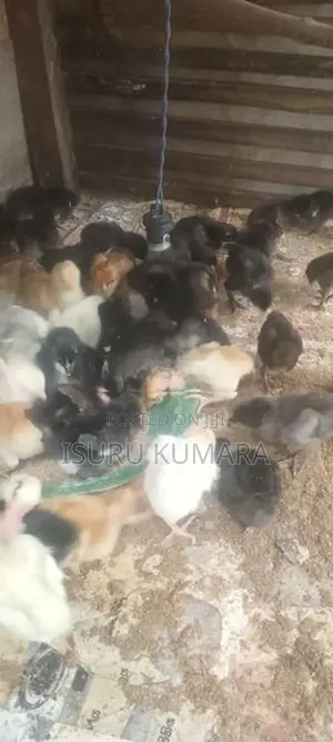 ගම් කුකුල් පැටව් ඇත.