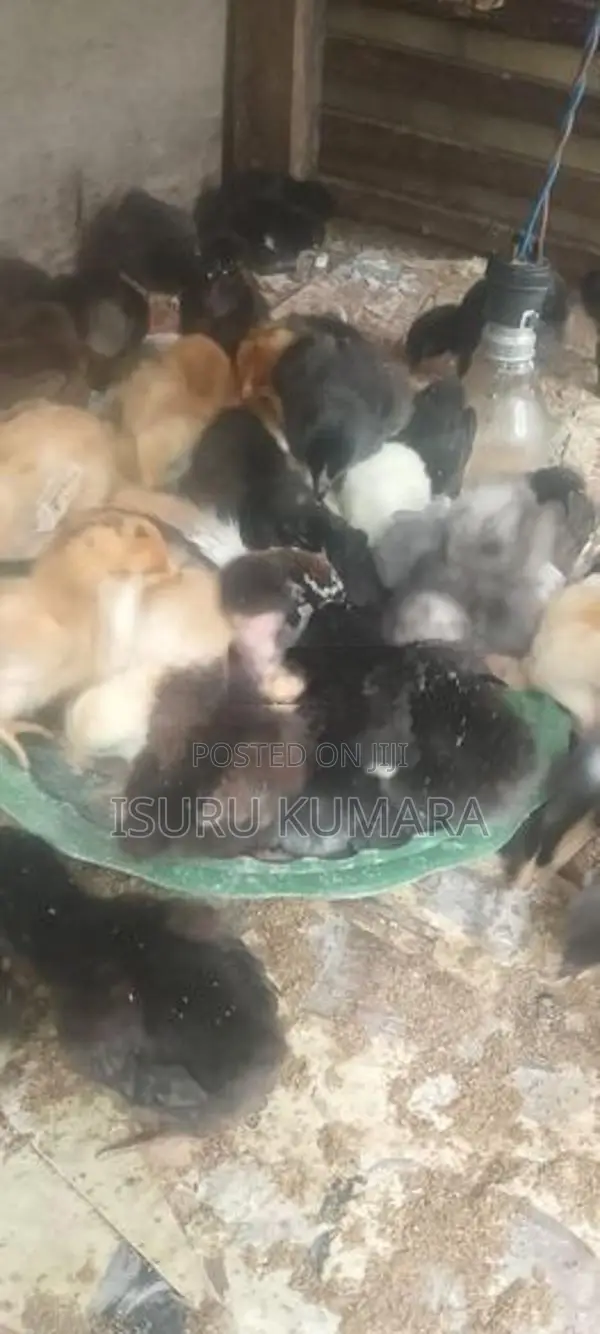 ගම් කුකුල් පැටව් ඇත.