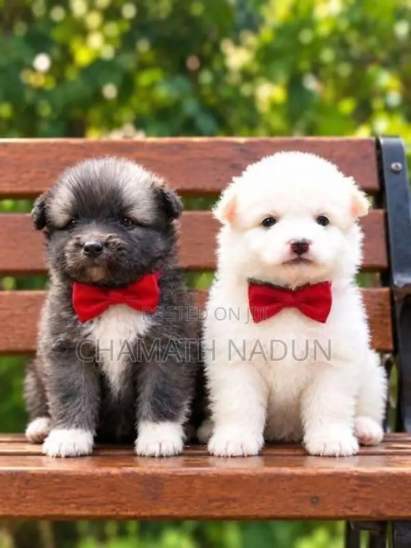 Lion Pomeranian Puppy