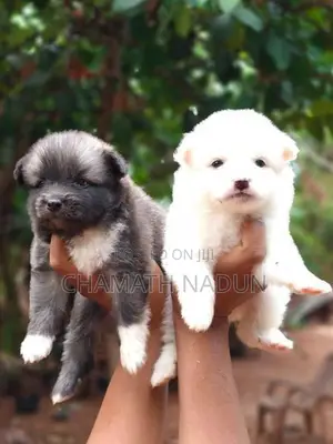Lion Pomeranian Puppy
