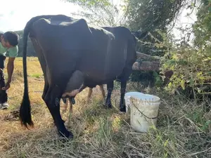 Farm Cow
