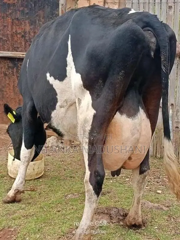 Farm Cow