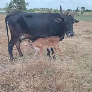 Farm Cow