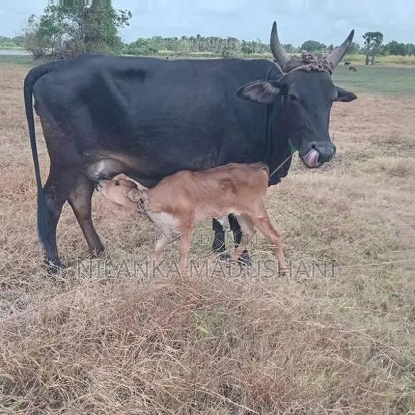 Farm Cow
