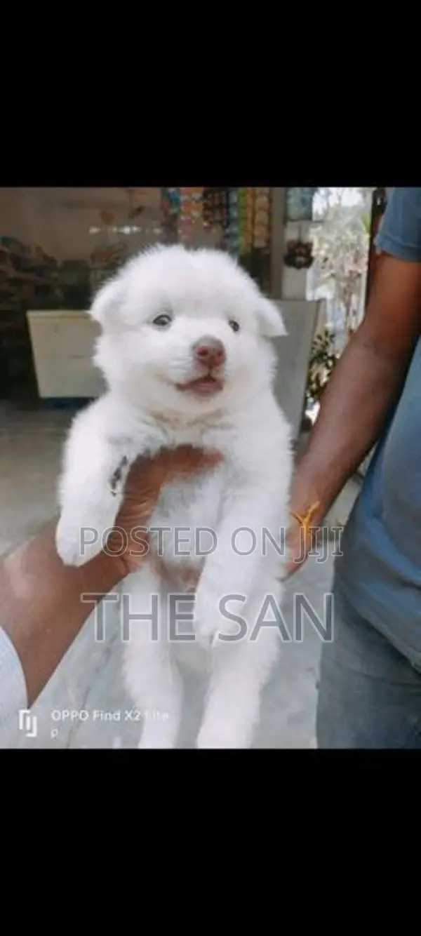 Lion Pomeranian