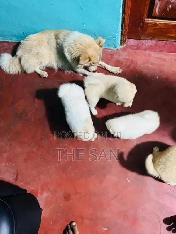 Lion Pomeranian