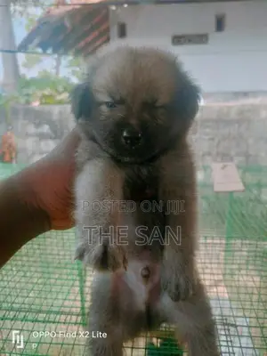 Lion Pomeranian