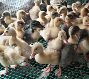 තාරා පැටවුන්