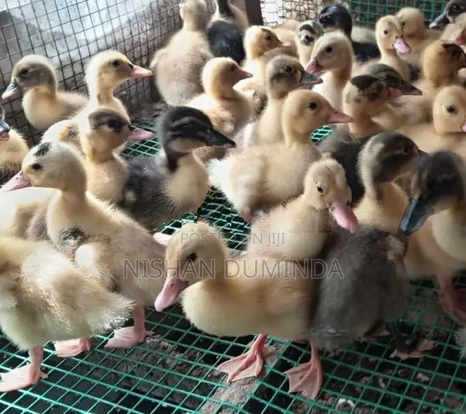 තාරා පැටවුන්