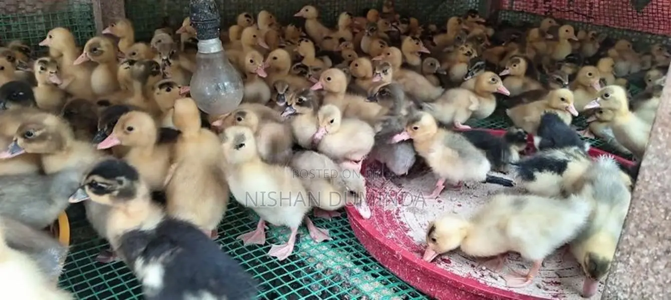 තාරා පැටවුන්