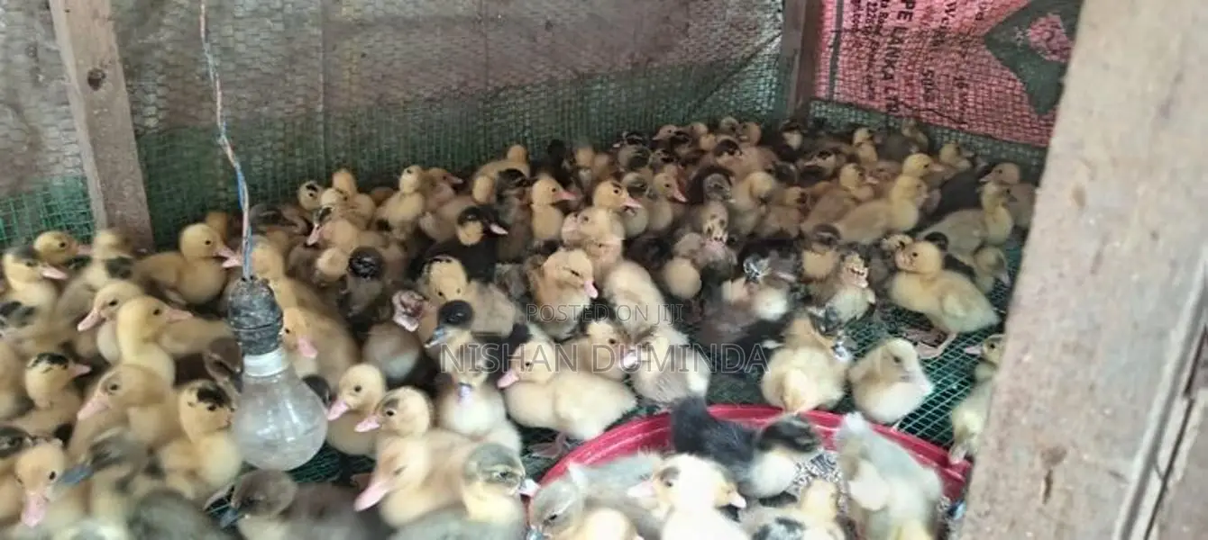 තාරා පැටවුන්