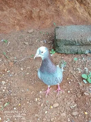 Pigeons