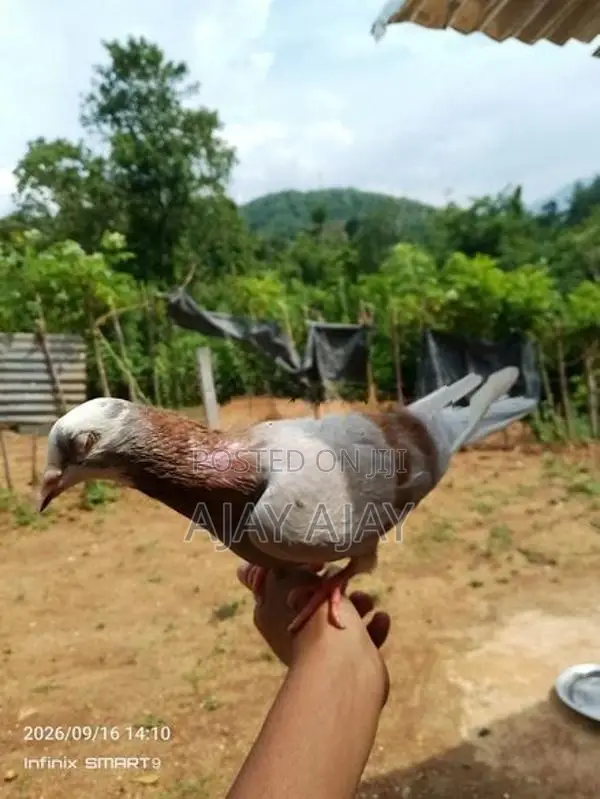 Pigeons