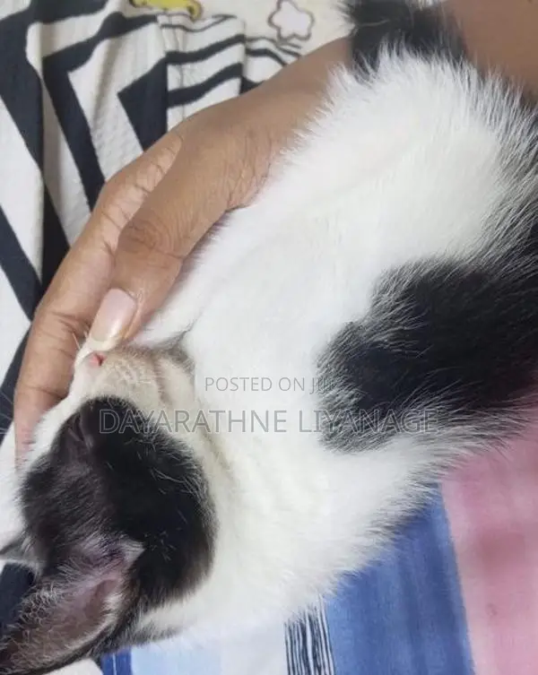 Male Cat