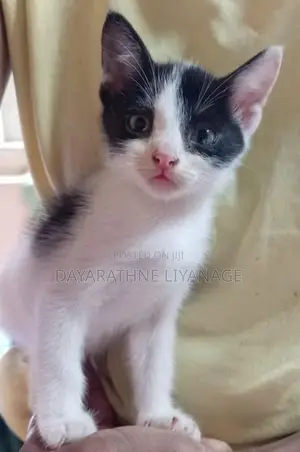 Male Cat
