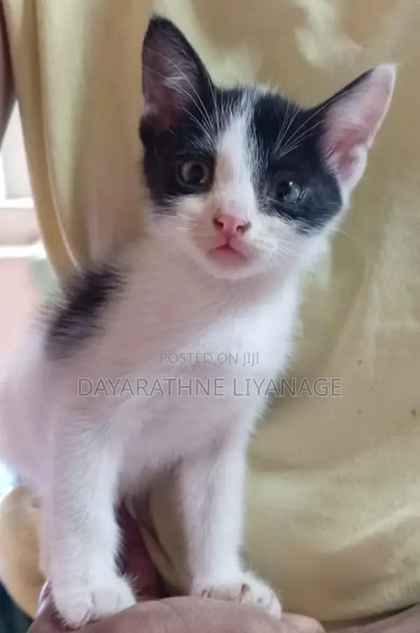 Male Cat