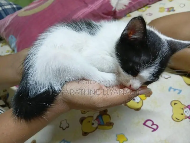 Male Cat