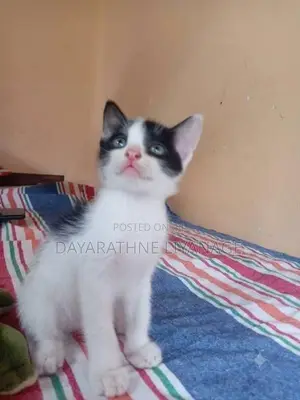 Male Cat