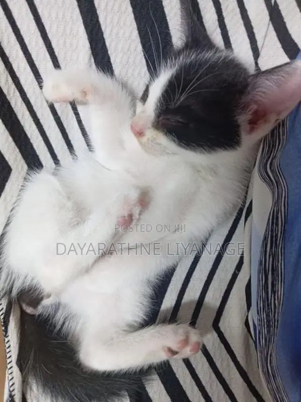 Male Cat