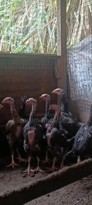 Shamo Chicks