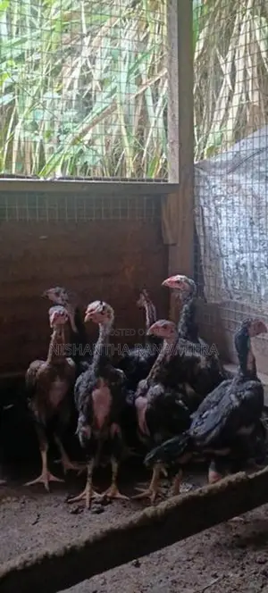 Shamo Chicks
