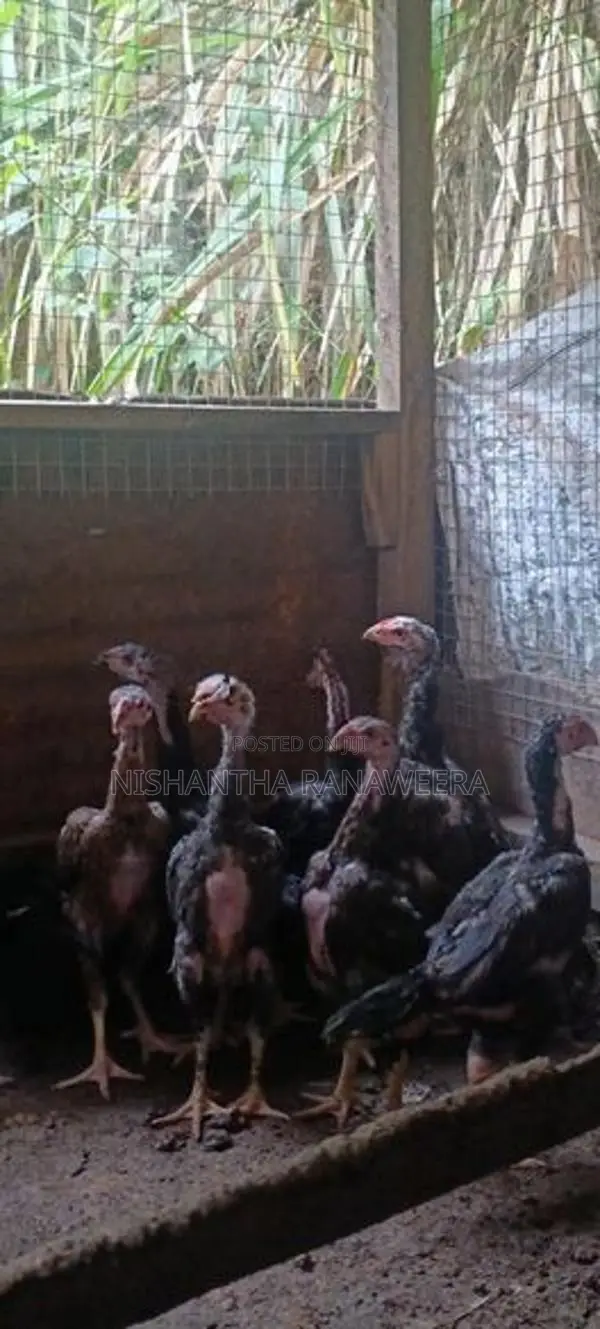 Shamo Chicks