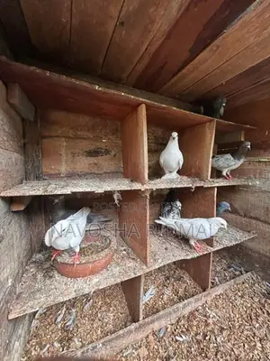 Pigeon