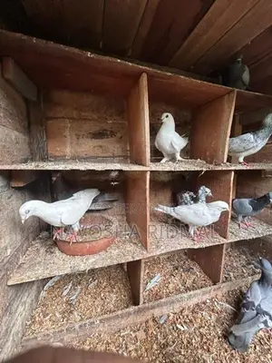 Pigeon