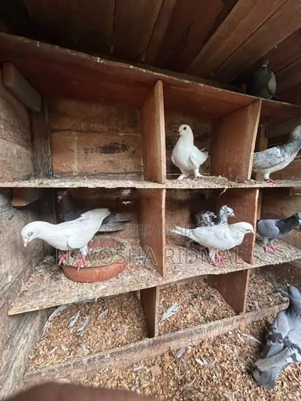 Pigeon