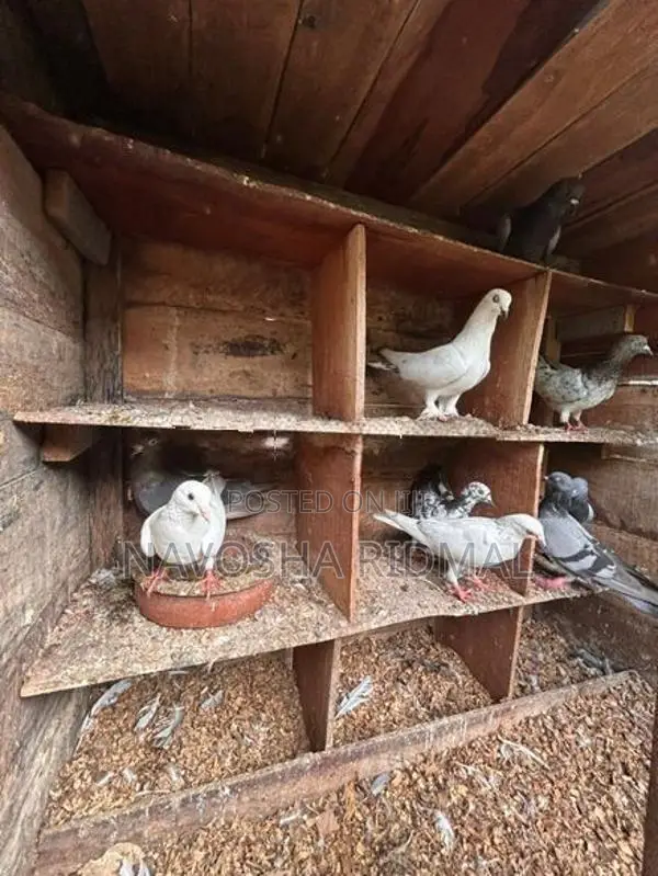 Pigeon