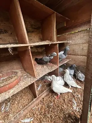 Pigeon