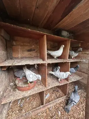 Pigeon